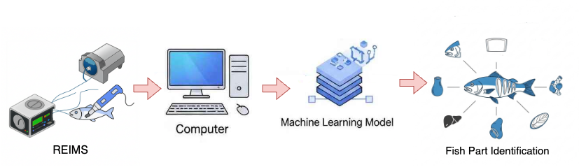 This diagram illustrates a machine learning model running on a computer to identify fish body parts. Similar to the prev