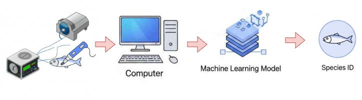 This diagram illustrates a machine learning model running on a computer to identify fish species. First, the fish is sam