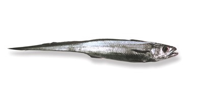 Hoki — Mackerel (left), Hoki (right) fish species.