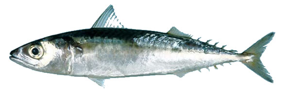 Mackerel — Mackerel (left), Hoki (right) fish species.